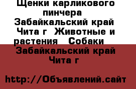 Щенки карликового пинчера - Забайкальский край, Чита г. Животные и растения » Собаки   . Забайкальский край,Чита г.